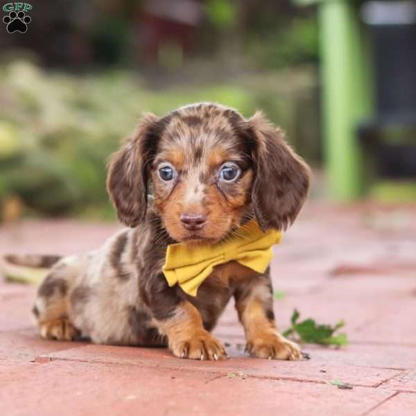 Lucy, Dachshund Puppy